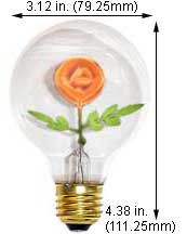 Incandescent Incandescent G25 FS-2714 Pink/Green